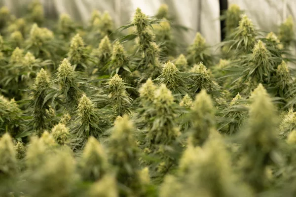 Die Optimierung der Cannabis Growbox-Umgebung hat großen Einfluss auf den Ertrag.
