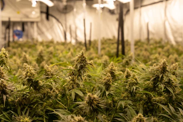 Outdoor Grow vs. Indoor Growboxen. Was ist die bessere Cannabis Anbaumethode?