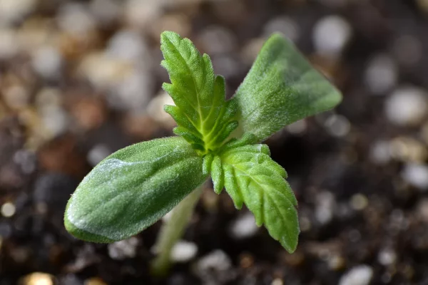 Top 10 Cannabis-Sorten für den Anbau in der Growbox