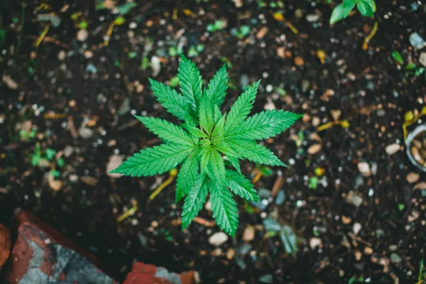 Cannabis-Legalisierung verschiebt sich auf 2024